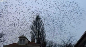 Clip: Hàng ngàn con chim phủ kín một góc trời