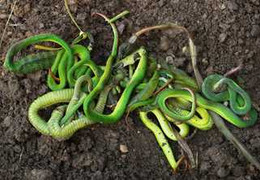 Clip: Dân Đà Nẵng tìm bắt rắn lục đuôi đỏ