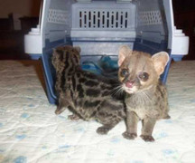 Những con vật hoang dã đáng yêu nhất khi mới sinh ra