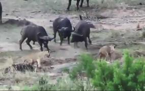 Clip: Trâu rừng hợp lực đuổi lui bầy sư tử cứu bạn