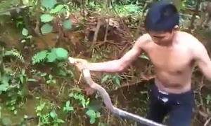 Clip: Tay không bắt rắn hổ mang rừng