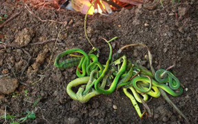 Thực hư tin đồn rắn lục đuôi đỏ nhiều bất thường