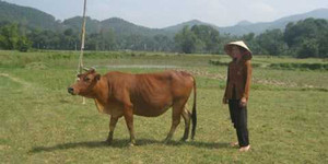 Phá án từ con bò sứt tai 6 năm 'mất tích