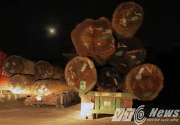 Hải Phòng: ‘Bắt nóng’ đoàn xe gỗ ‘khủng’ lúc nửa đêm