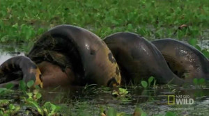 Clip: Trăn 'khổng lồ' nuốt chửng chuột lang nước