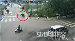 Clip: Trâu điên đuổi người trên phố