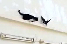 Bồ câu thông minh thoát móng vuốt mèo ngoạn mục