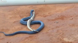 Clip: Rắn xanh Indigo ăn thịt rắn chuông