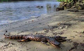 Xôn xao hình ảnh cá sấu 2 đầu sưởi nắng ven sông