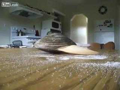 Clip: Ngao liếm trộm muối trên mặt bàn