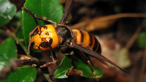 Clip: Săn 'ong tử thần'