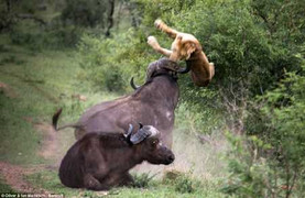 Sư tử tán loạn trước cú húc sấm sét của trâu rừng