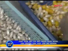 'Du khách' giấu ma túy tinh vi trong vỏ đậu phộng