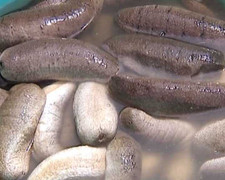 Giật mình những ngộ nhận về 'thần dược' Hải Sâm