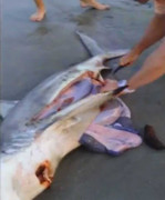 Clip: Mổ bụng cá mập mẹ đã chết cứu sống cá mập con