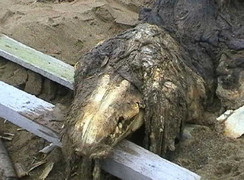 Lời giải cho bộ xương 'quái vật' biển ở Nga