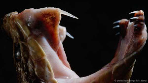 Thực hư loài rắn khổng lồ ăn thịt người ở Indonesia