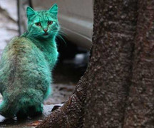 Sửng sốt chú mèo như trong phim Avatar