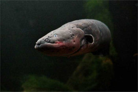 Khả năng tiêu diệt mồi từ xa cực đỉnh của lươn điện