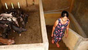 Miền Trung chống bão, lũ: Người xuống hầm, gia cầm lên gác