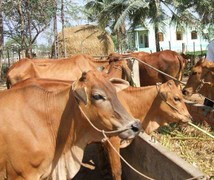 Bò Úc tràn lan, bò Việt bị bán vội sang Trung Quốc