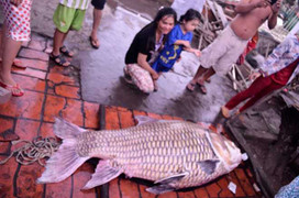 Cá hô vàng khổng lồ mắc lưới nông dân ở Vĩnh Long