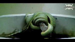 Clip: Rắn độc làm thịt tắc kè hoa