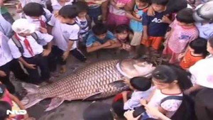 Clip: Ngư dân bắt được cá hô khủng 130kg