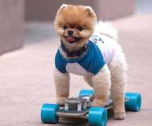 Xem chú chó phốc lập kỷ lục Guinness