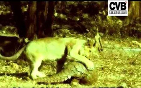 Tê tê 'giở võ' chống sự lại bầy sư tử háu đói