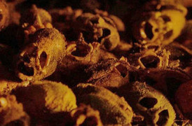 10 loài cây quái dị có hình thù giống bộ phận cơ thể người