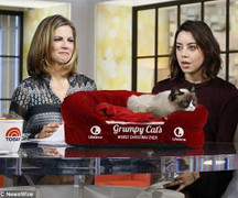 Kiếm trăm triệu USD nhờ... mèo