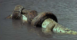 Clip: Trăn khủng siết chặt cá sấu đến chết