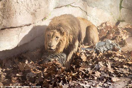 Đơn thương độc mã nhảy vào chuồng sư tử