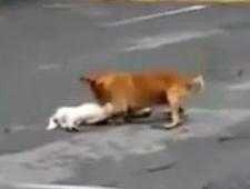 Xúc động chú chó kéo bạn bị xe đâm vào lề đường