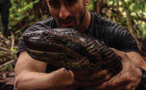 Người đàn ông mạo hiểm để trăn nuốt chửng