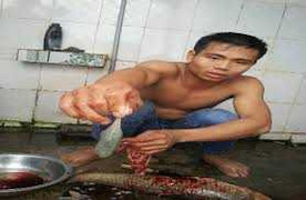 Uống mật cá: Tưởng bổ hóa cực độc