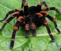 Clip: Cuộc chiến khốc liệt với ong vò vẽ trong tổ nhện