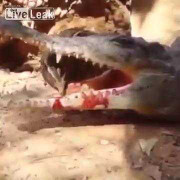 Cách săn chim cực chất của cá sấu