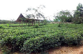 'Trói' quy hoạch, nông dân 'hết cửa' làm giàu