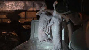 Kinh hoàng phù phép heo chết bốc mùi nồng nặc thành món ăn