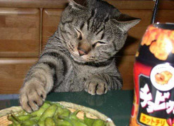 Mèo to gan ăn vụng bữa hải sản 22 triệu đồng