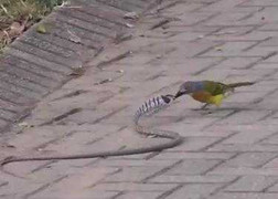 Clip: Rắn bị chim tấn công tơi tả