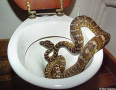 Người đàn ông sống chung với hàng chục con rắn độc