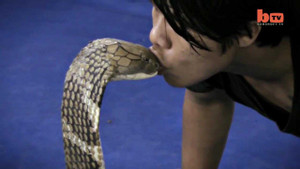 Thót tim người đàn ông mạo hiểm hôn rắn hổ mang