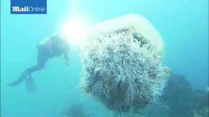 Quay được cận cảnh sứa khổng lồ như sinh vật ngoài hành tinh