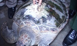 Bắt được rùa biển hơn 50 kg gắn định vị của Trung Quốc