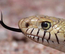 Mãng xà hung ác nuốt chửng chim non