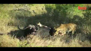 Sư tử hợp lực truy sát trâu rừng bất thành