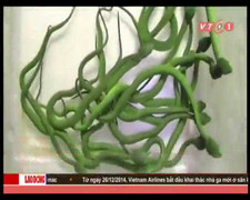 Clip: Rắn lục đuôi đỏ tấn công hàng loạt ở TP.HCM